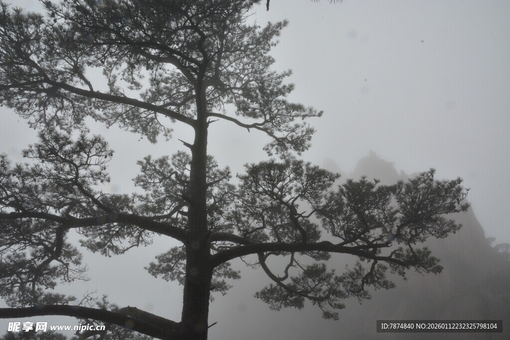 雾中孤树显静谧