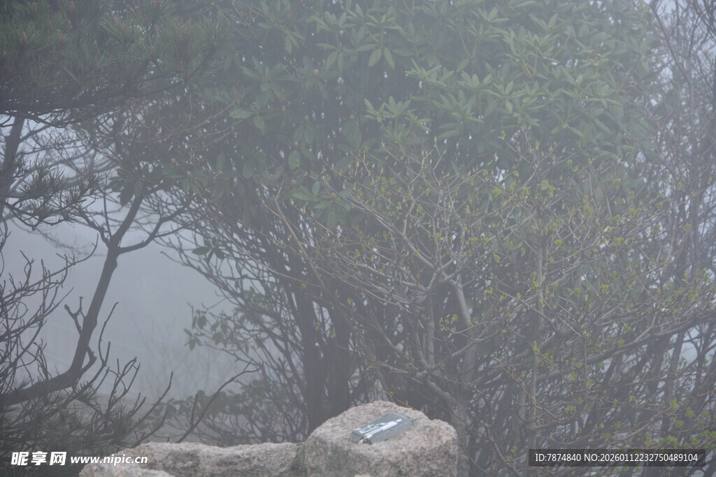 雾中山林岩石景象