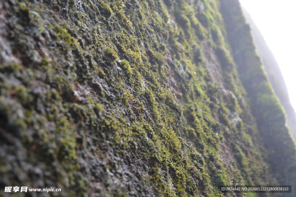 岩石上的翠绿苔藓