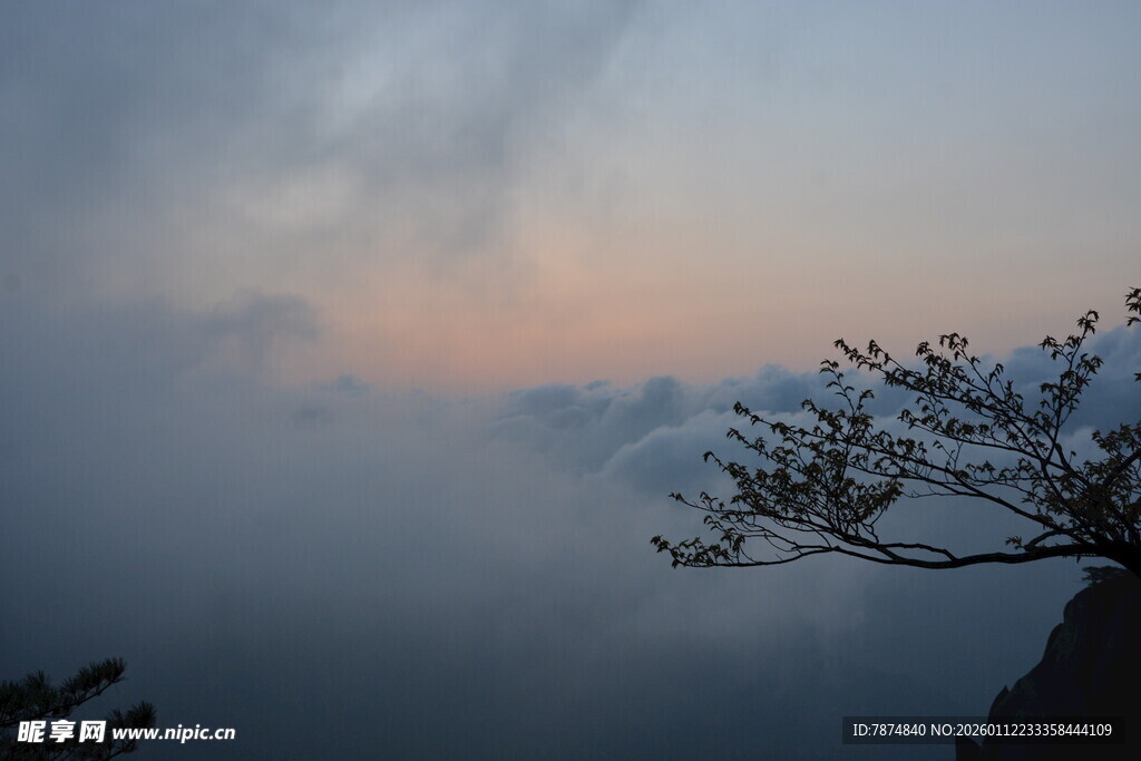 云雾中挺立的孤松