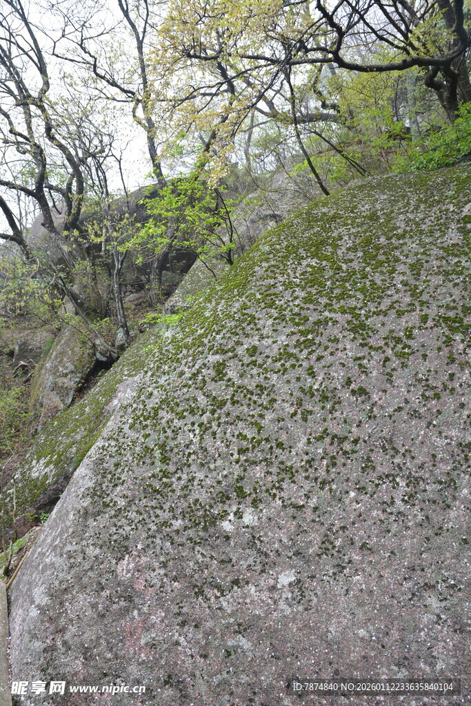 岩石上的绿意盎然