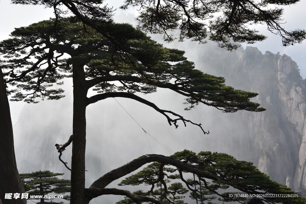 黄山松景 云雾缭绕之美