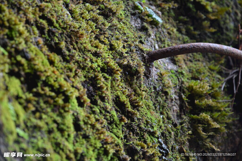 树干上的翠绿苔藓