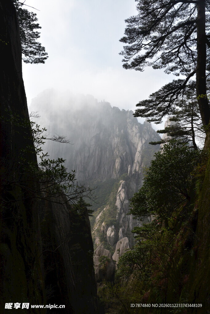 云雾缭绕的山间松林美景