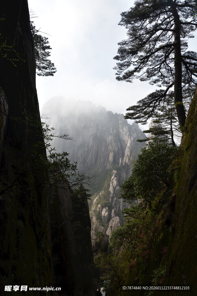 云雾缭绕的山间松树景观