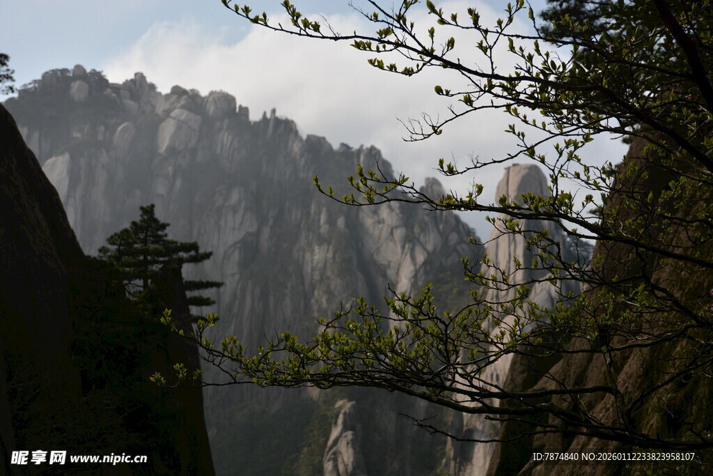 黄山奇峰间的葱郁景致