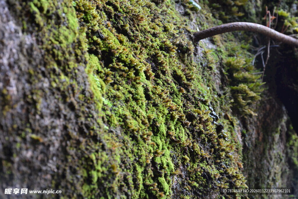 长满青苔的潮湿岩壁