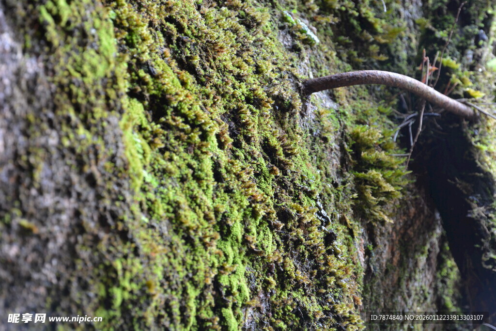 岩壁上的翠绿苔藓与枝桠