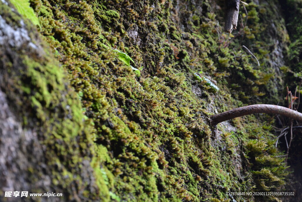 岩壁上的翠绿苔藓