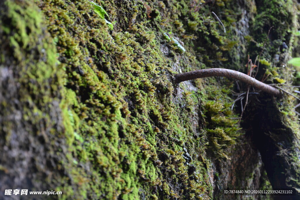 青苔覆盖的弯曲树干