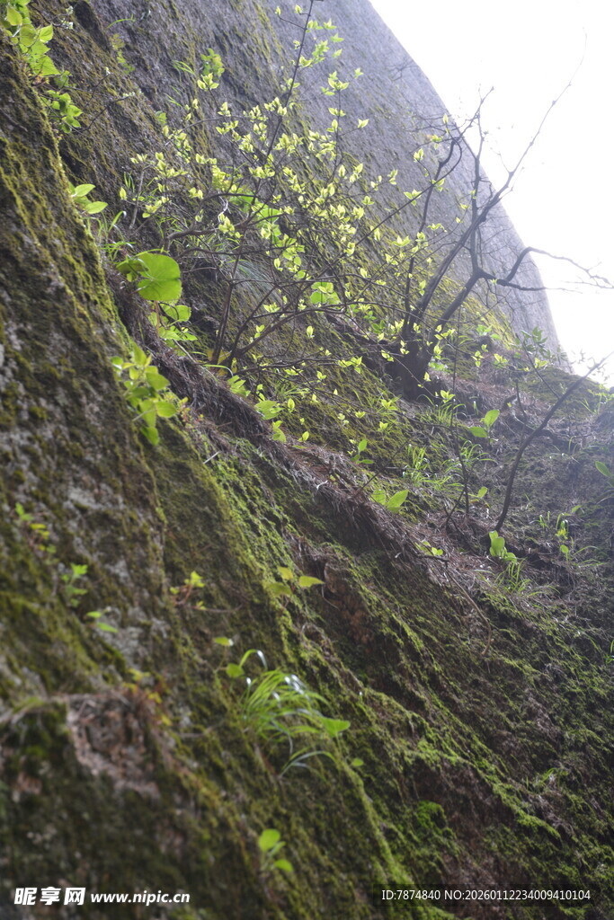 长满绿植的陡峭岩壁