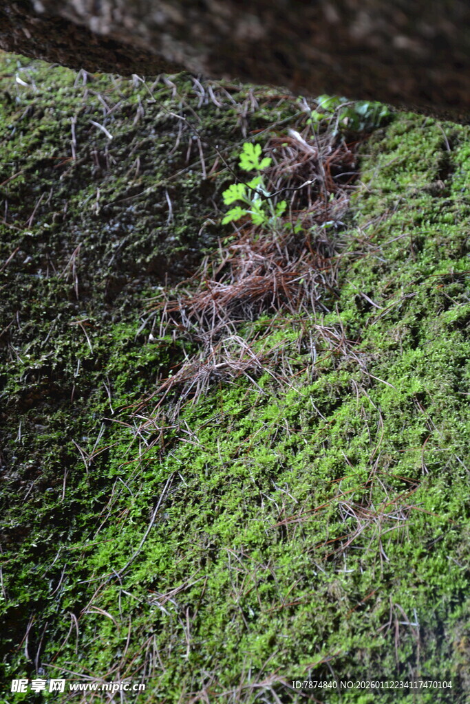 石缝中生长的嫩绿植物