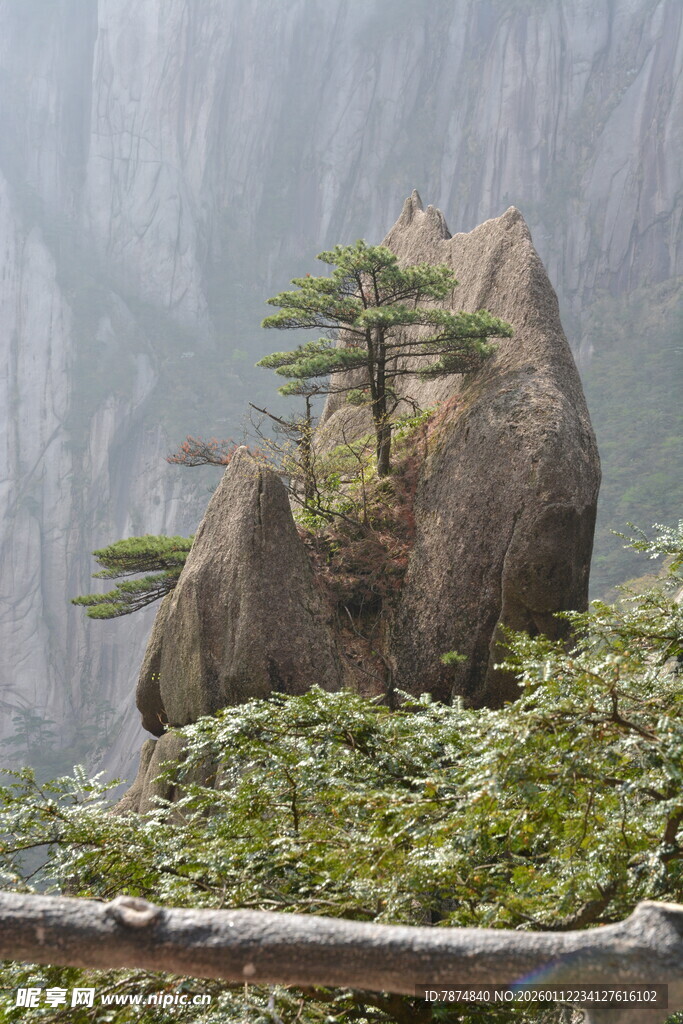 黄山奇峰上的孤松