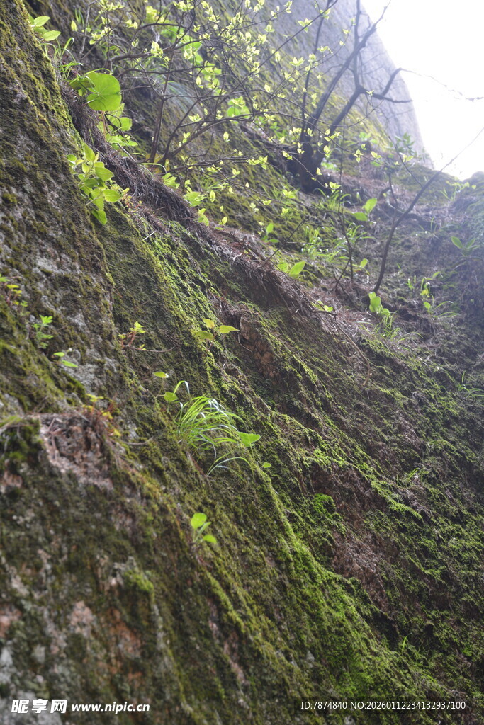 岩壁上的翠绿藤蔓