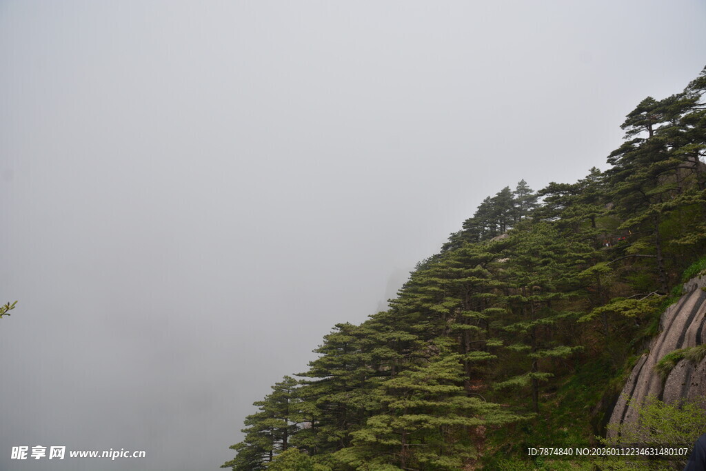 云雾缭绕的山林景色