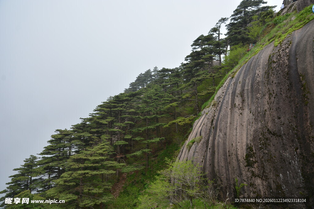 陡峭山壁旁的葱郁林木