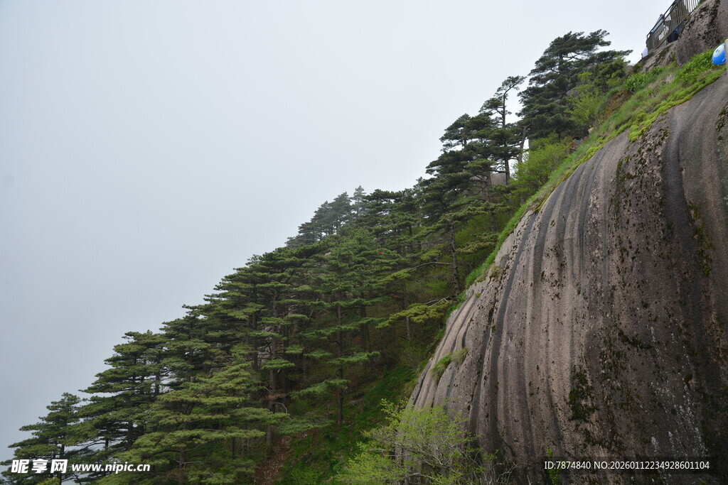 陡峭山壁旁的葱郁树木