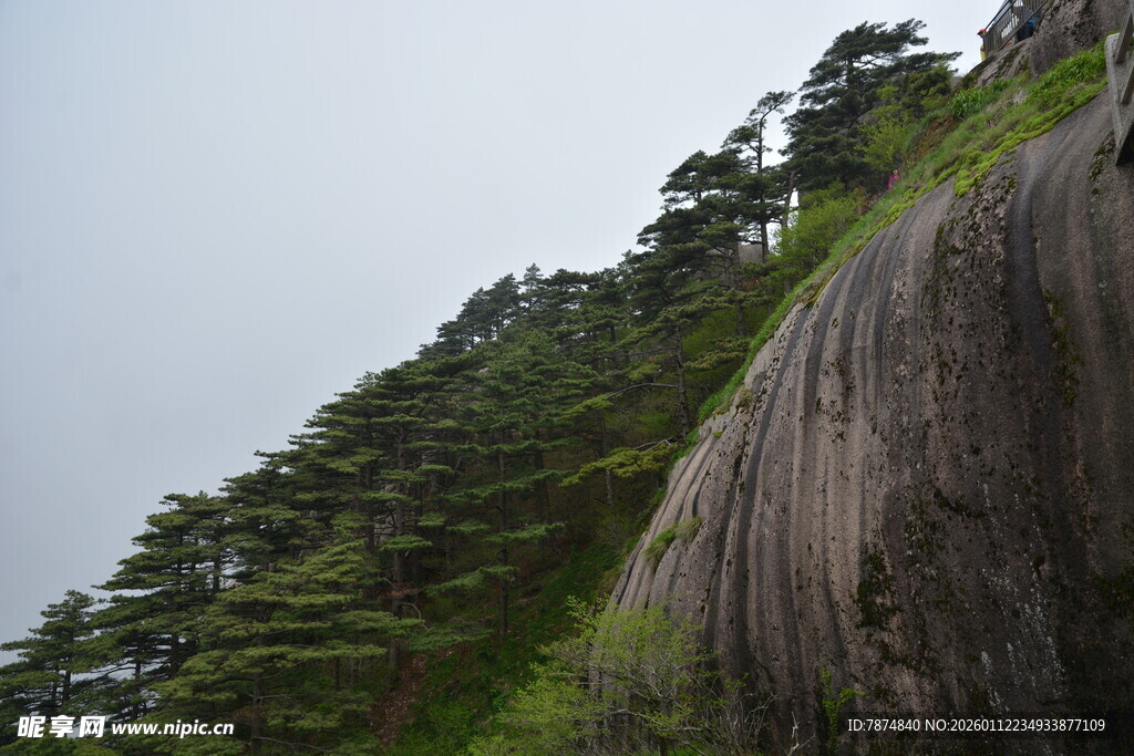 陡峭山壁旁的茂密松林