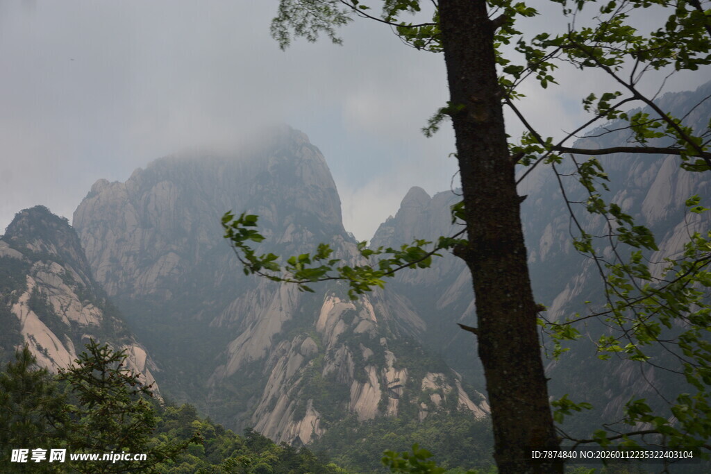 云雾缭绕的山林美景