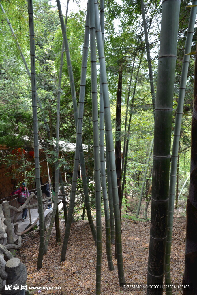 茂密竹林中的自然景致