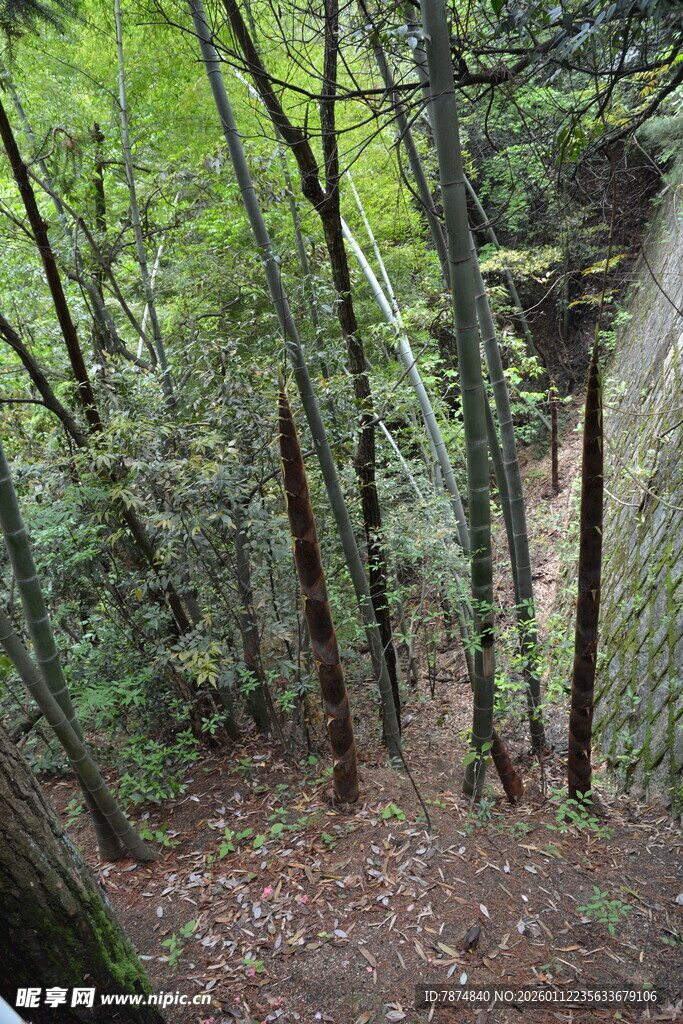 茂密树林中的自然景象