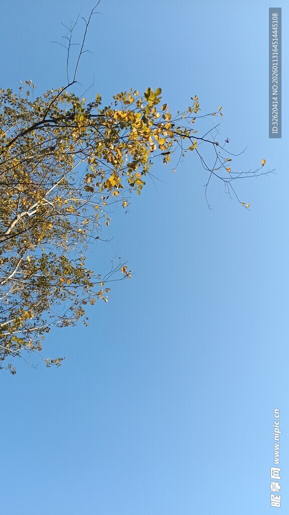 蓝天映衬下的金黄树枝