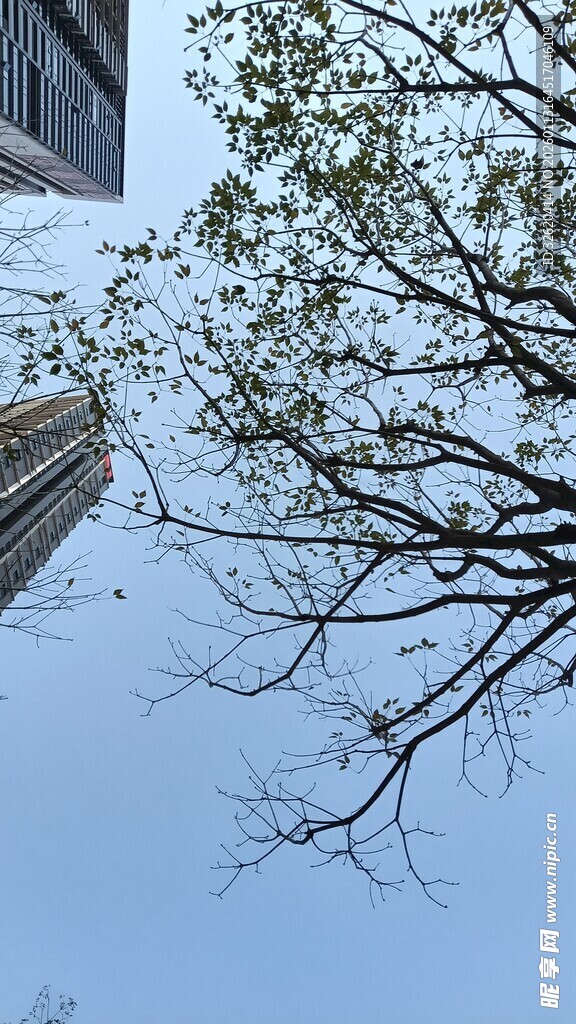 冬日树枝与建筑景观