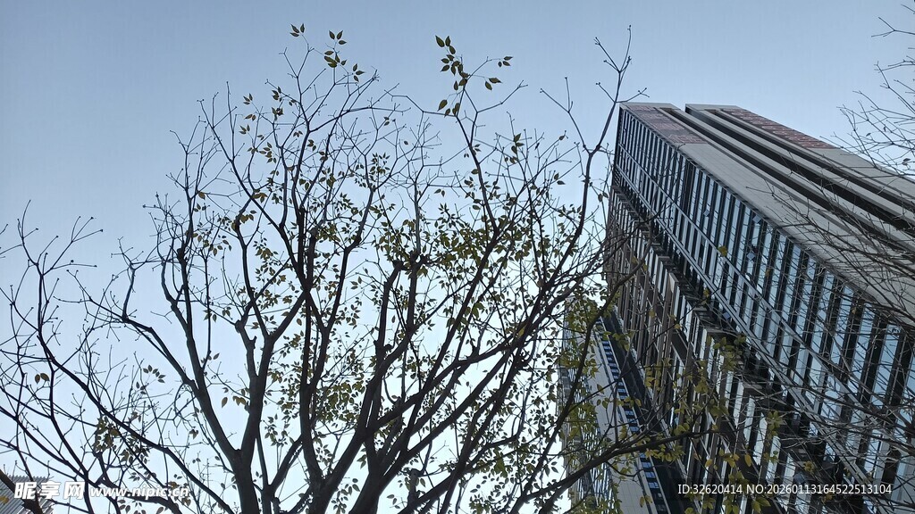 高楼旁光秃树枝景象