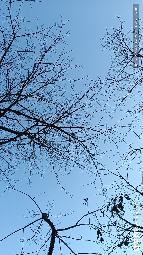 冬日树枝与蓝天景象