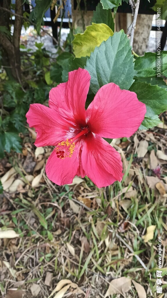 娇艳木槿花
