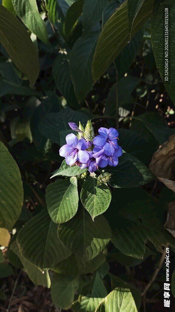 蓝花绿叶间的清新景致