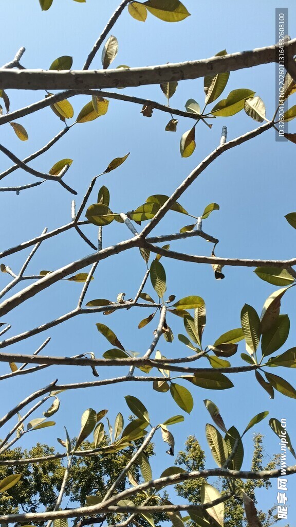蓝天映衬下的繁茂树枝
