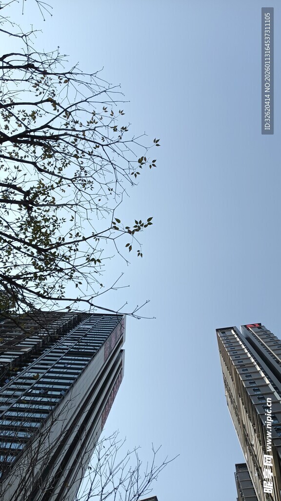 仰视城市高楼与树枝