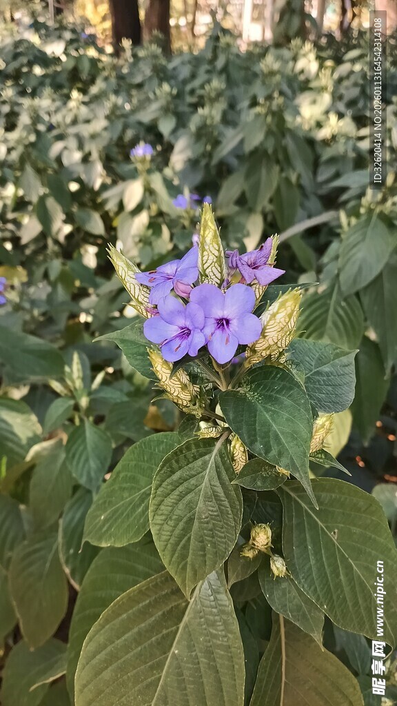紫色小花绽放绿叶间