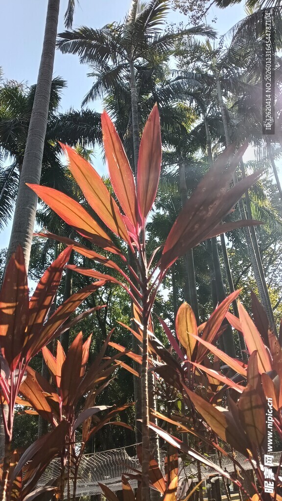 鲜艳红叶植物