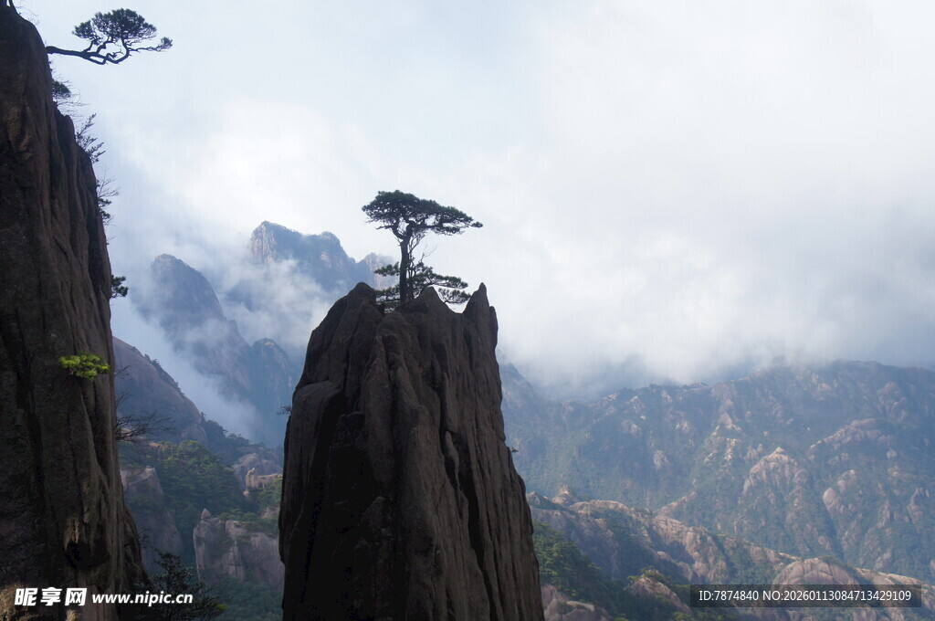 黄山奇峰上的孤松