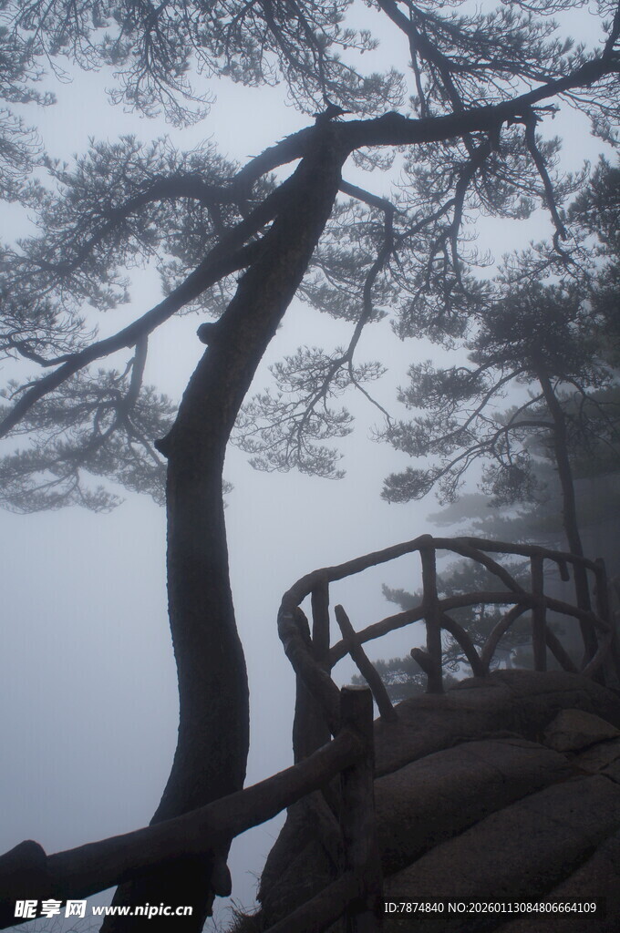 雾中孤松与木质观景台