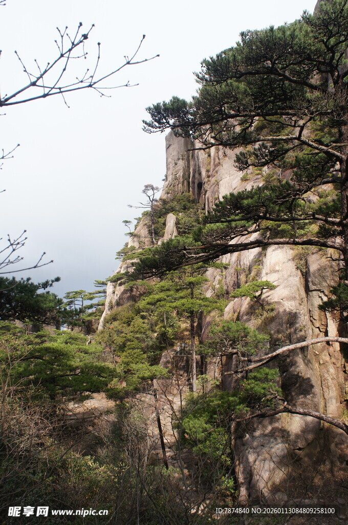 峻峭山峰上的苍松