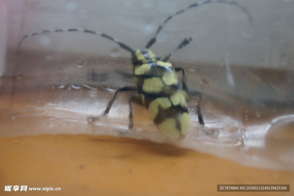 黄黑相间长角甲虫特写