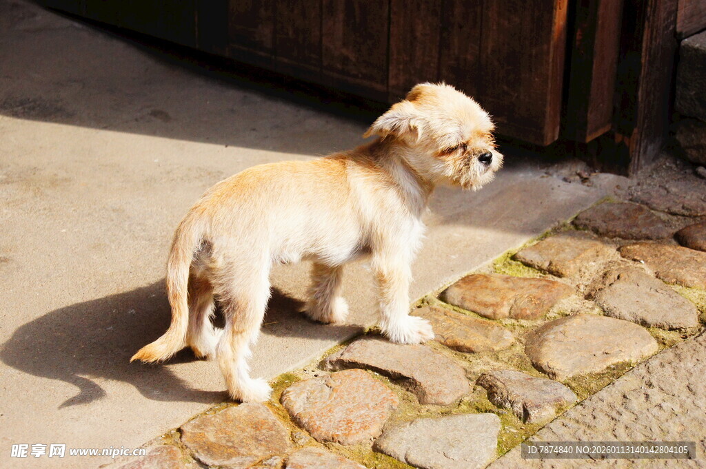 阳光下的可爱小狗