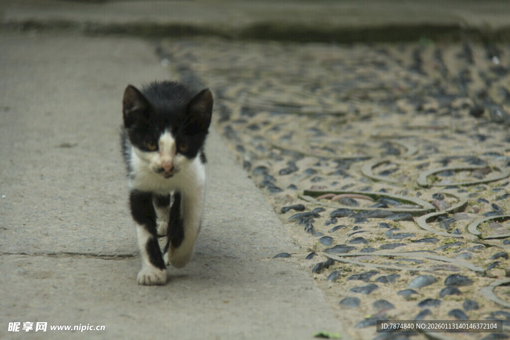 黑白小猫在路上行走