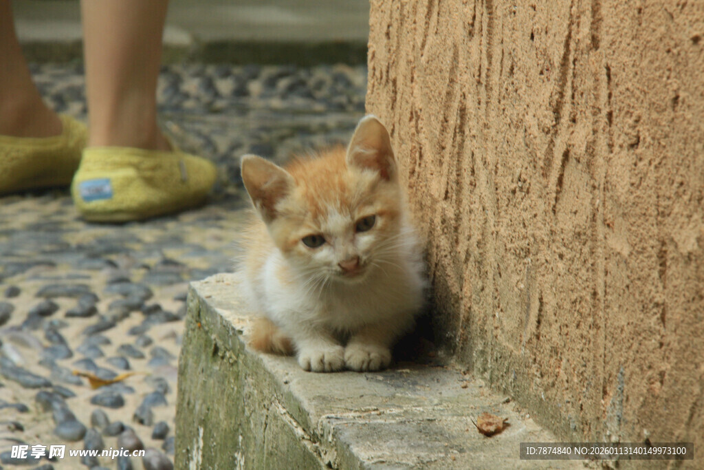 墙角边的可爱小猫咪
