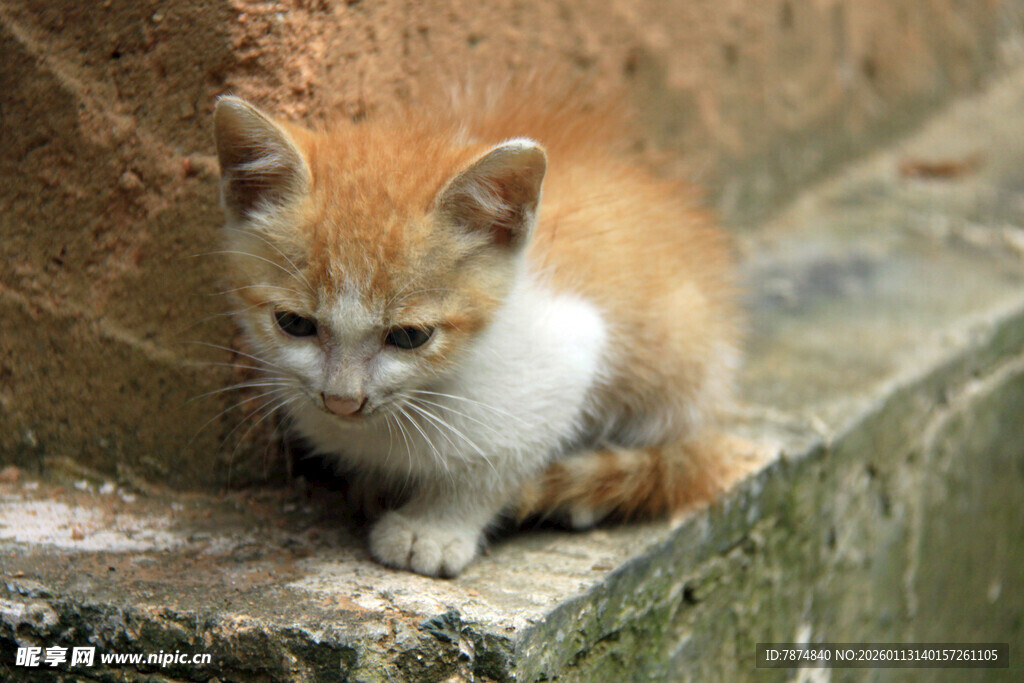 橘白小猫蹲坐石边
