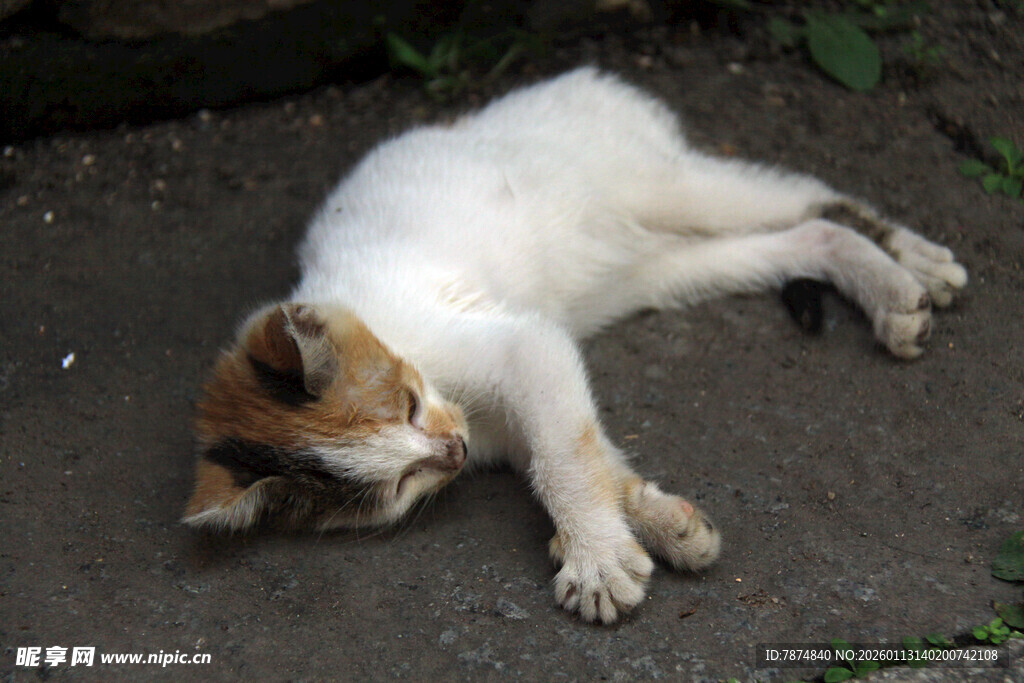 路边酣睡的三色小猫
