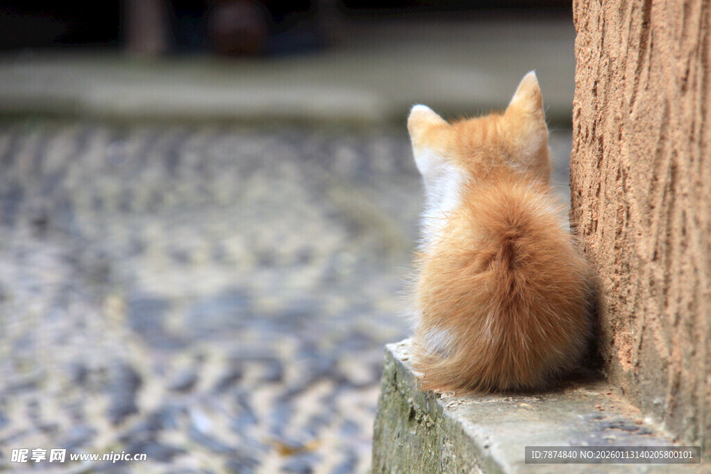 小猫独坐石边背影