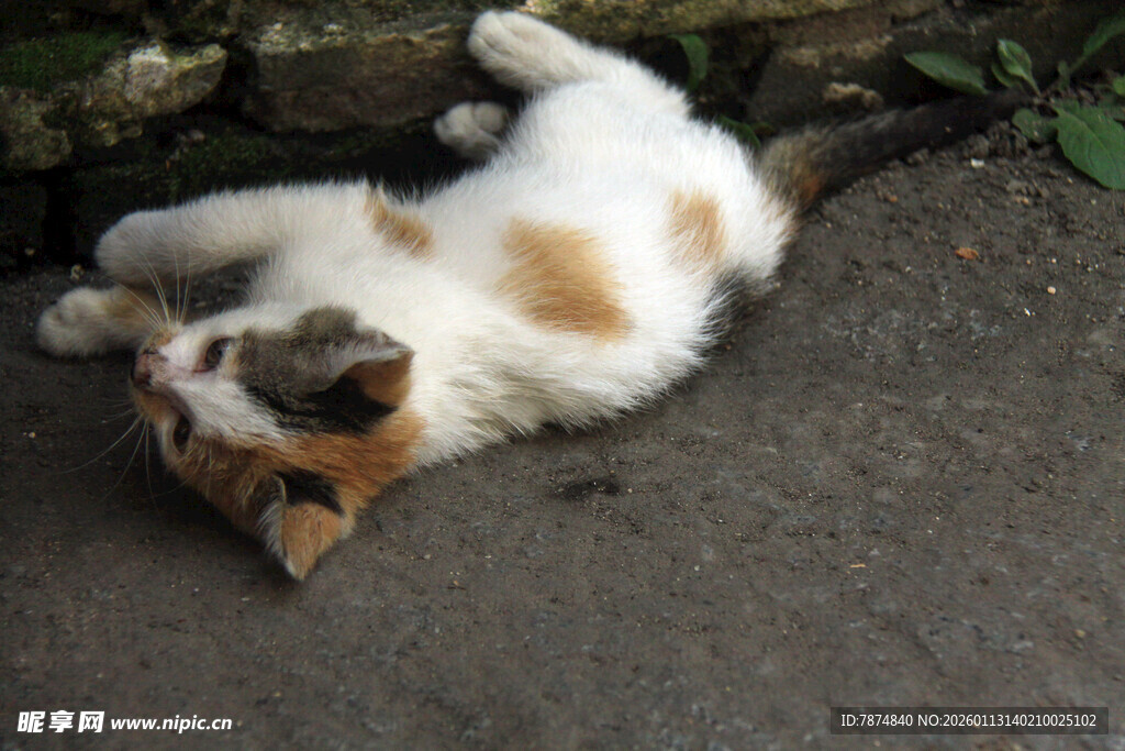 躺地玩耍的可爱小花猫
