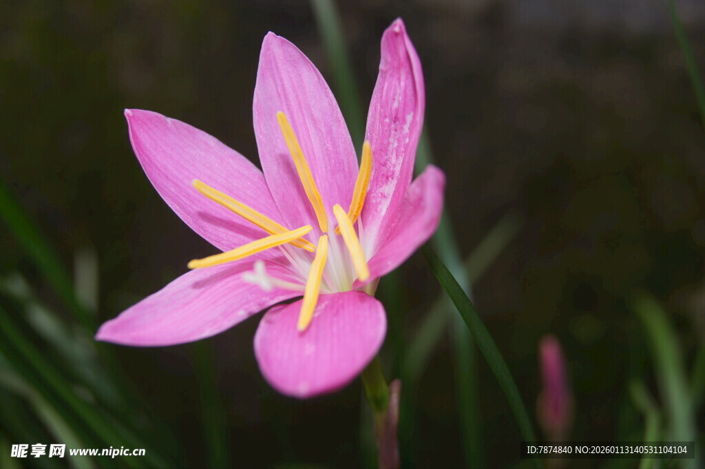 娇艳粉色风雨兰绽放