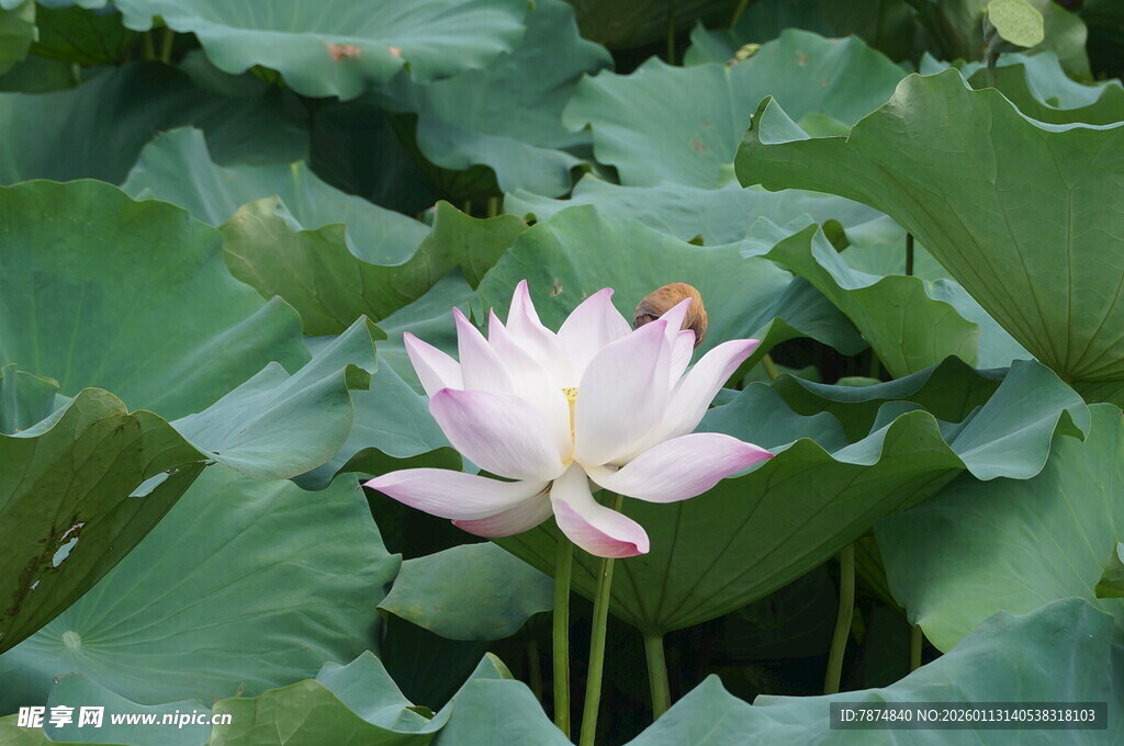 绽放的粉色荷花与荷叶