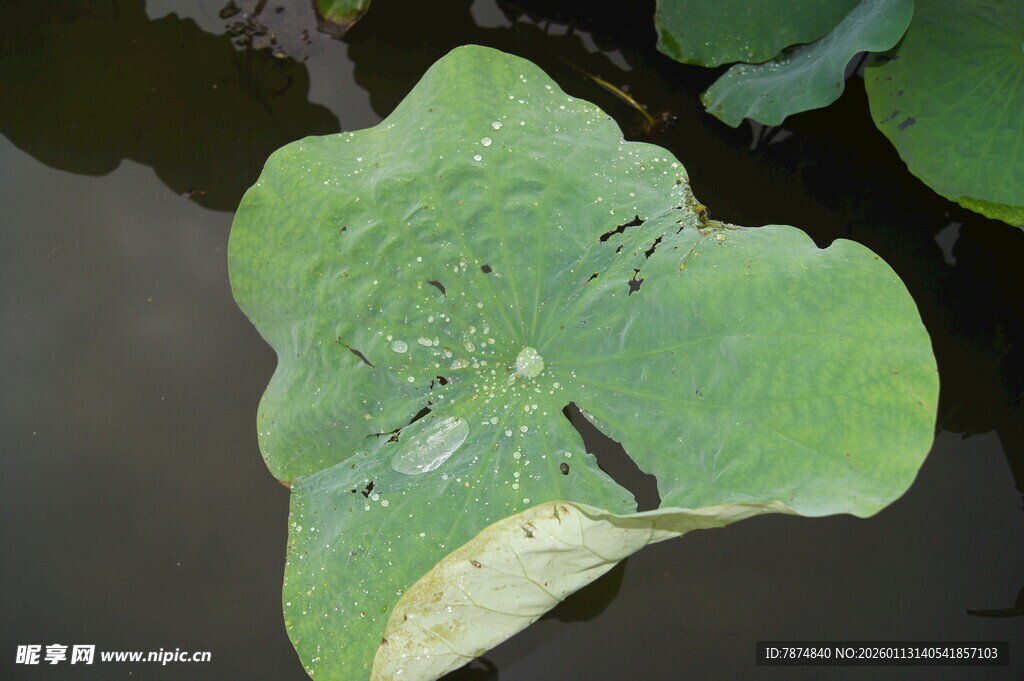 荷叶上的黑蜻蜓