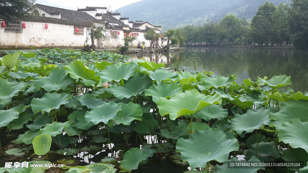 荷塘边的古朴水乡景致
